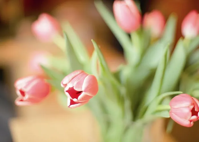 Jufa Oberwoelz-lachtal